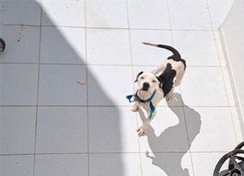 POLÍCIA CIVIL RESGATA CACHORRO EM SITUAÇÃO DE ABANDONO EM ITABAIANA