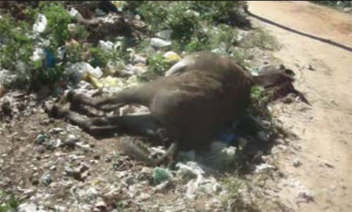 carroceiro_morto_socorro_g2